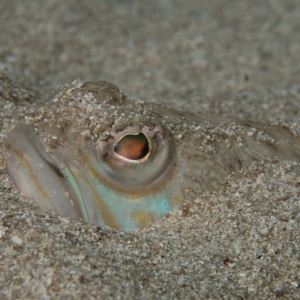 Vis onder het zand